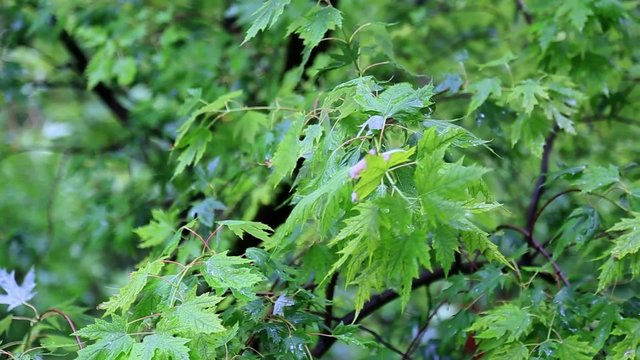 gree leves under the shower