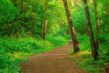 path in an empty summer forest in the early morning