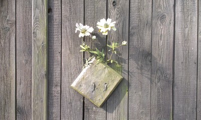 Blumen an einem alten Holztor