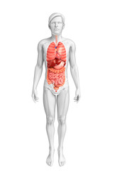 Digestive system of male body