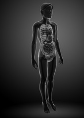 Fototapeta na wymiar Xray digestive system of male body artwork