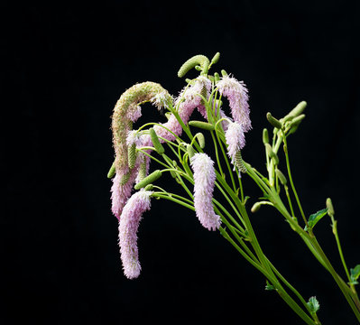 Pink blooming Burnet from close
