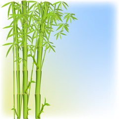Background with a bamboo