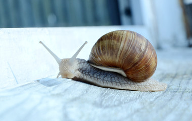 Schnecke © igradesign