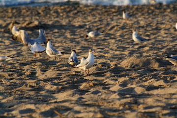 On the beach © mari00sh