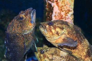 Fototapeta premium Rockfish or Ocean perch (Sebastes pachycephalus) in Japan 