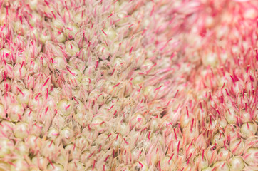 Celosia or Wool flowers or Cockscomb flower