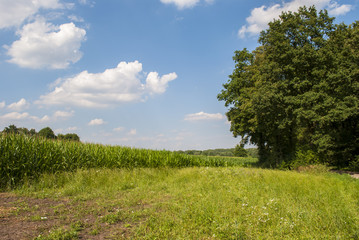 Rural scene - grassland, corn field and trees during summer © marko