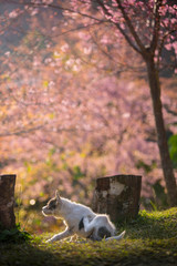 The little dog of Pink Cherry blossom at Chiangmai Thailand