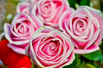 Pink rose with water drop