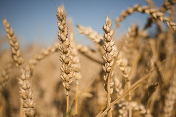 Fototapeta premium Roggenfeld