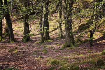Obraz premium Isle of Ulva, undergrowth