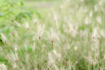 Soft nature background