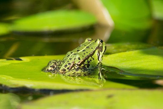 Green frog almost from the back sitting on water lily leaf