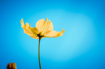 Cosmos sulphureus flower vintage