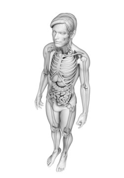 Digestive system of male anatomy