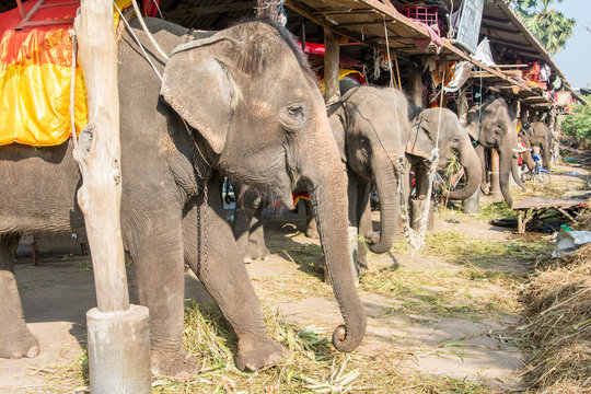 Elephant stable in Ayuthaya, Thailand