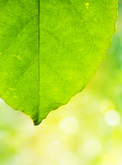 green leave with bokeh background