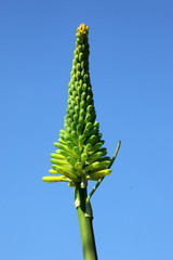 trytomia ogrodowa © fotodrobik