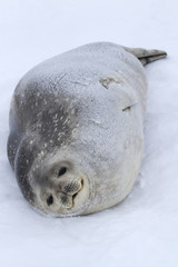 female Weddell seals lying on the ice after the feeding of the A
