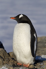 Gentoo penguin which stands on rocks on a sunny spring day