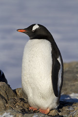 Naklejka premium Gentoo penguin which stands on rocks on a sunny spring day