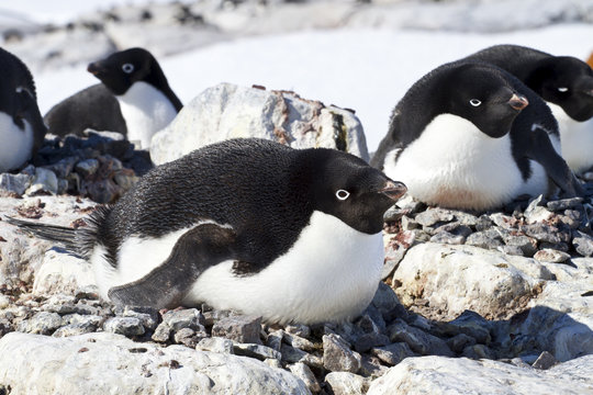 group of Adelie penguins sitting in a nest in a small colony