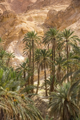 Fototapeta na wymiar oasis of palm trees and plants in the Atlas Mountains