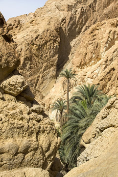 oasis of palm trees and plants in the Atlas Mountains