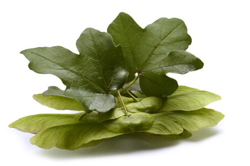 Acer Acero campestre Érable champêtre Feldahorn Клён полевой