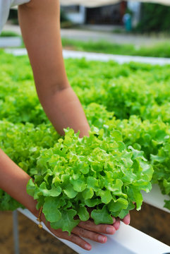 Red oak, green oak, cultivation hydroponics green vegetable in f