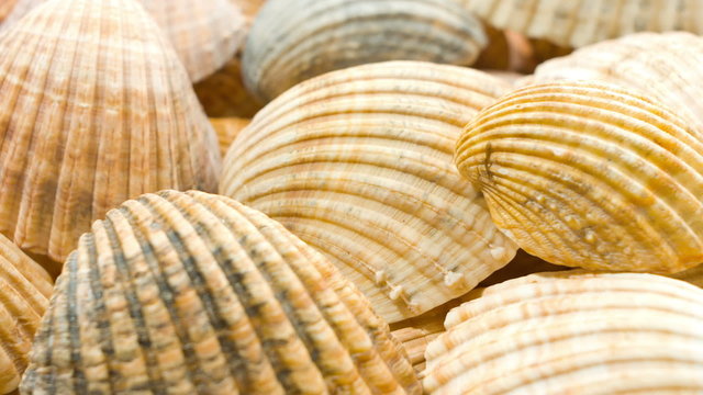 seashells, sea shells background