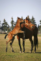 Foal jumping in sunny pasture land
