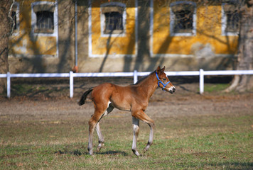 Wonderful young  purebred foal galloping alone in pasture