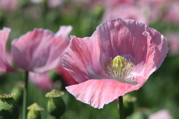 Mohnblumenfeld