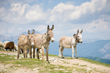 Obraz premium Donkeys in mountain