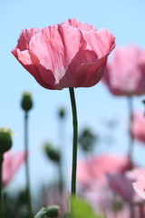 Mohnblumenfeld