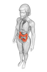 Female large intestine anatomy