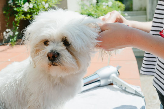 Drying The Dog