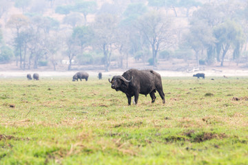 Fototapeta premium Buffalo on an island in the Chobe River