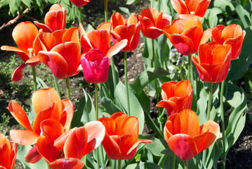 Red tulips