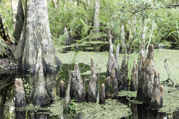 Cypress Tree Stump (knee) Close-up