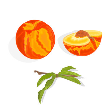 Peach with leaf, slice and half with bone vector
