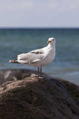 Möwe auf einem Felsen in der See stehend