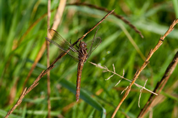 libellule orthetrum coerulescens