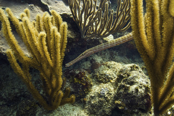 Atlantic trumpetfish