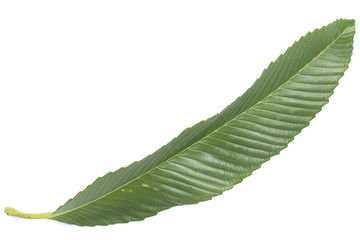 Fresh green leaf isolated.