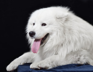 Dog. Breed - Samoyeds