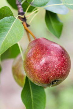 Ripe pears on a tree outdoors.