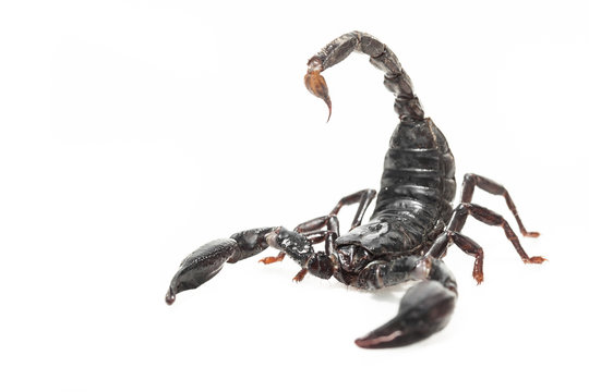 Black Scorpion isolated on white